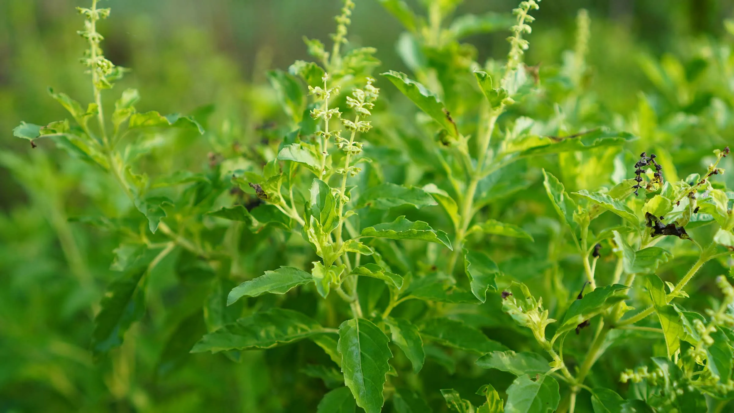 Holy Basil